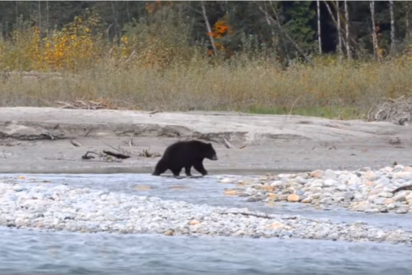 Spey Fishing in the Upper Pitt River